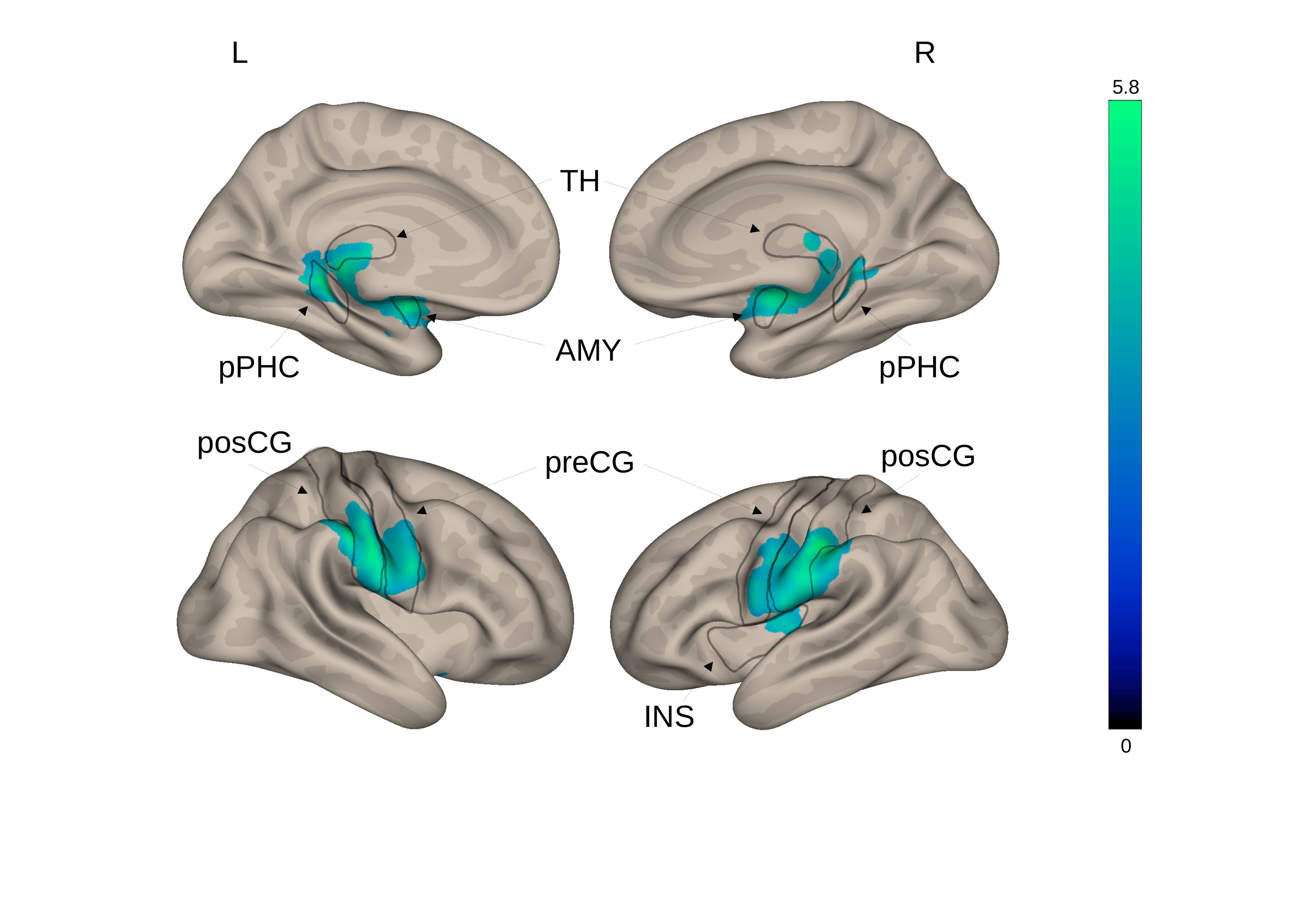 brain