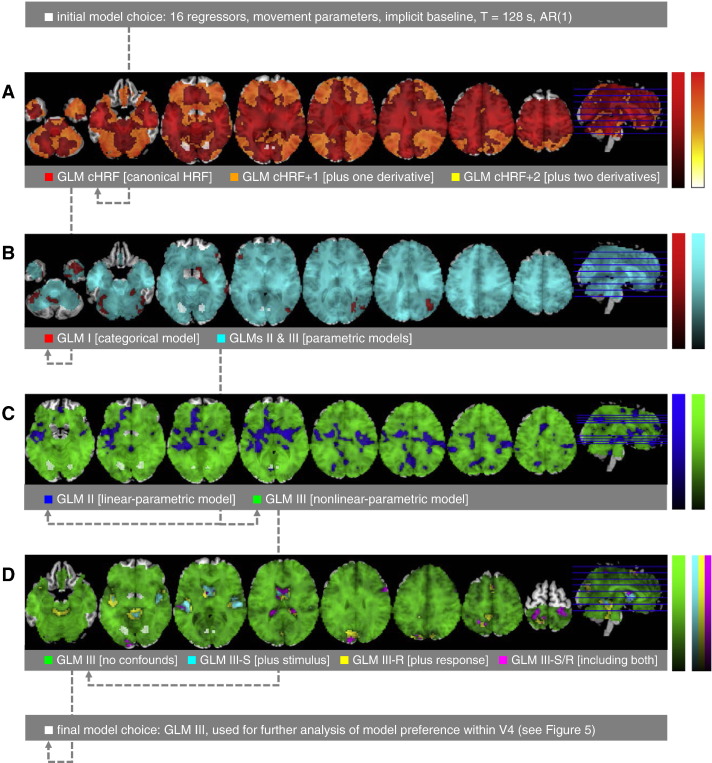 brain